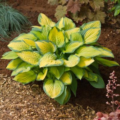 Hosta 'Paul's Glory'